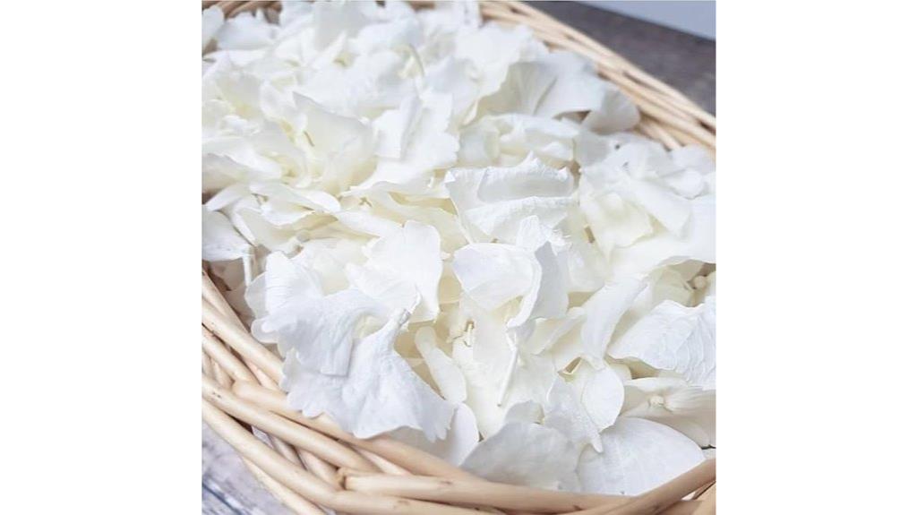 dried ivory hydrangea petals