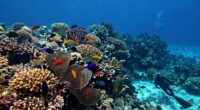 beyond marine protected areas