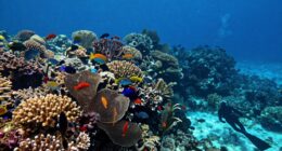 beyond marine protected areas