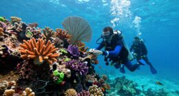 innovative coral restoration methods