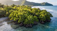 mangroves safeguard coastal communities
