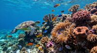 marine conservation beyond plastics