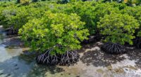marine ecosystems carbon storage