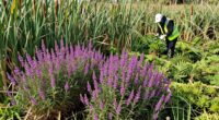 protecting native ecosystems