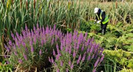 protecting native ecosystems