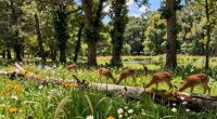 restoring natural ecosystems
