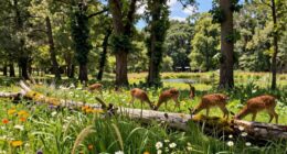 restoring natural ecosystems