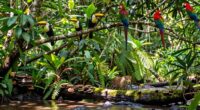 urgent need for conservation