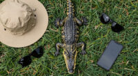 Alligators injure three, one fatally, in string of attacks in Florida