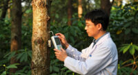 Giant Trees Have No Trouble Pumping Water To Top Branches: New Research