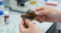 Snails' teeth beats spider silk as nature's strongest material (2015)