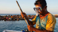 Bomb Fishing Is Wreaking Havoc On Indonesia's Coral Reefs
