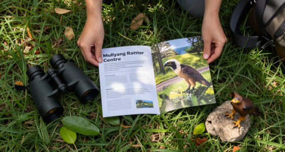 Mullyang Raptor Centre Surges In Global Coverage